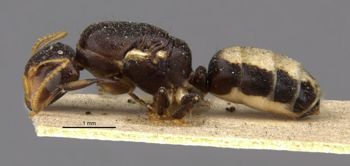 Media type: image;   Entomology 21564 Aspect: habitus lateral view